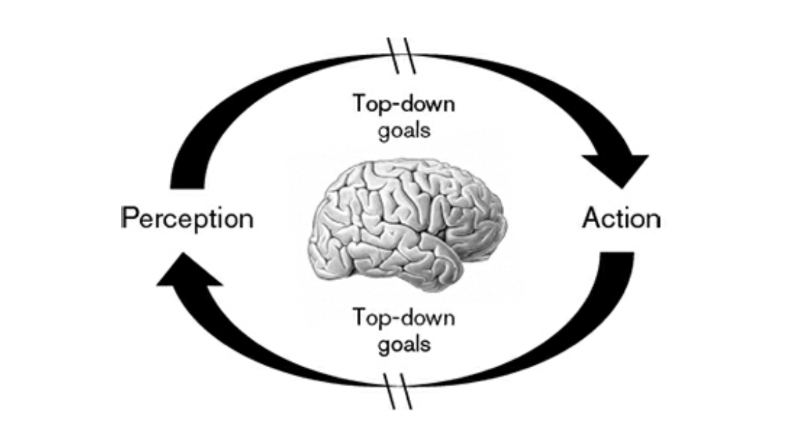Ability to pause in the perception-action cycle